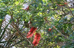 Zosterops virens capensis