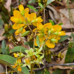 Podolobium scandens