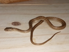 Mesotes strigatus