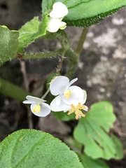 Begonia hirtella