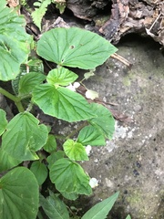 Begonia hirtella