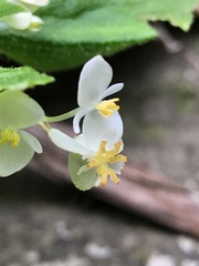 Begonia hirtella