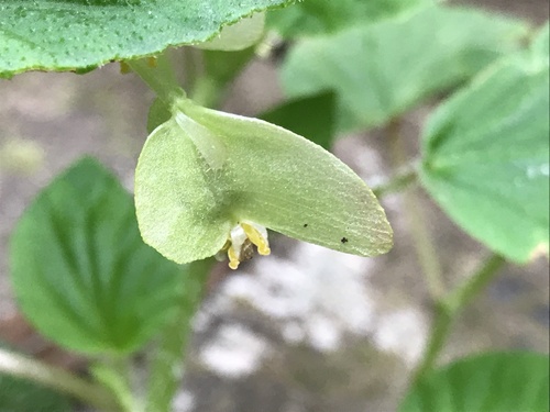 Begonia hirtella