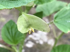 Begonia hirtella