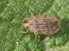 Tingidae