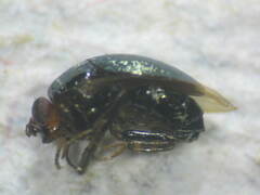 Celyphidae