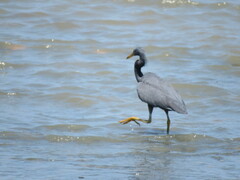 Egretta sacra