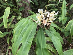 Hedychium