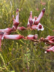 Erica aristata