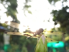 Rhyothemis variegata