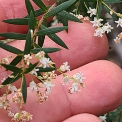 Leucopogon pimeleoides