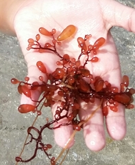 Botryocladia pseudodichotoma