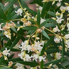 Leucopogon pimeleoides