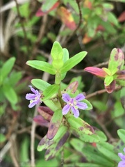 Lythrum maritimum