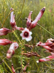 Erica aristata