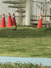 Streptopelia tranquebarica