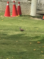 Streptopelia tranquebarica
