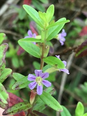 Lythrum maritimum