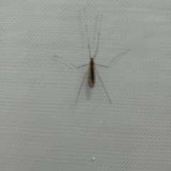 Limoniidae