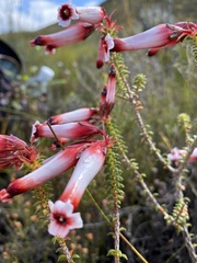 Erica aristata