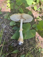 Amanita