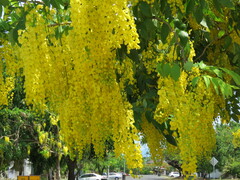 Cassia fistula