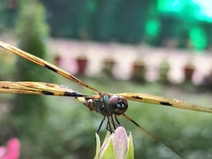 Rhyothemis variegata