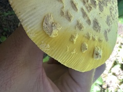 Amanita