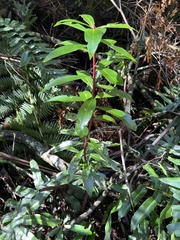 Tasmannia lanceolata