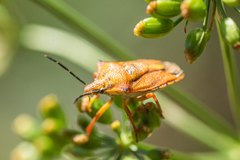 Carpocoris mediterraneus atlanticus