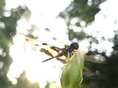 Rhyothemis variegata