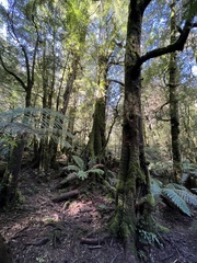 Nothofagus cunninghamii