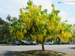 Cassia fistula
