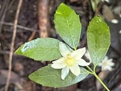 Atherosperma moschatum