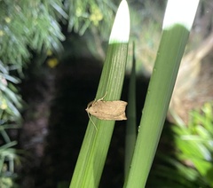 Arachnographa micrastrella