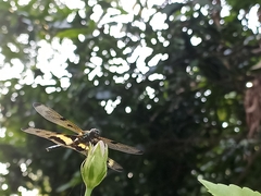 Rhyothemis variegata