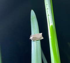 Arachnographa micrastrella