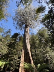Eucalyptus regnans