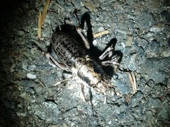 Cyphoderris monstrosa