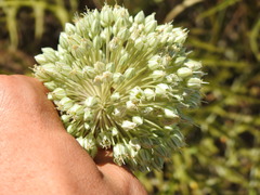Allium ampeloprasum