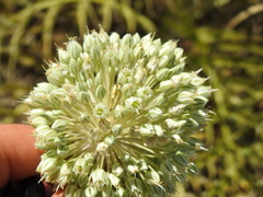 Allium ampeloprasum