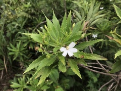 Scaevola chamissoniana