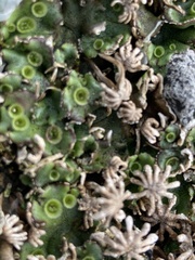 Marchantia polymorpha ruderalis