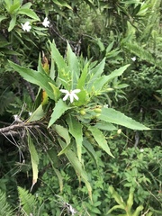 Scaevola chamissoniana