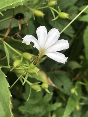 Scaevola chamissoniana