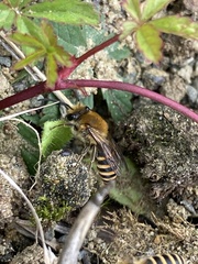 Colletes hederae