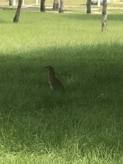 Gorsachius melanolophus