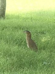 Gorsachius melanolophus