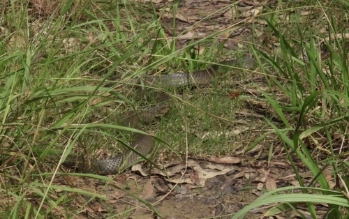 Eastern Brown Snake sighting