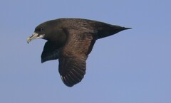 Procellaria aequinoctialis